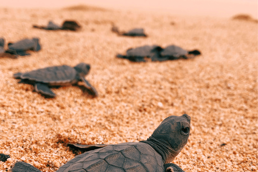 Turtle hatching, Principe