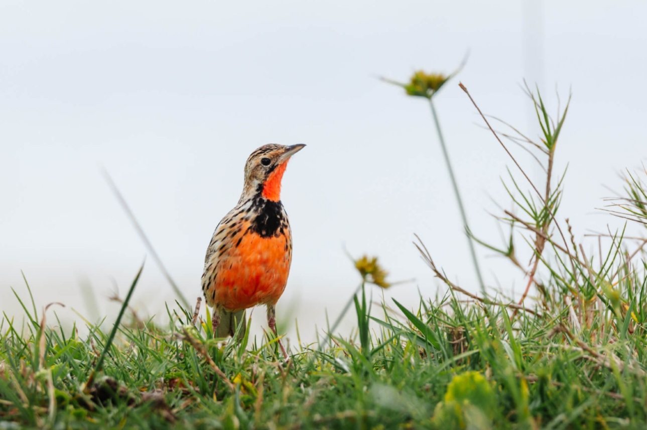 Rhino Ridge birding game