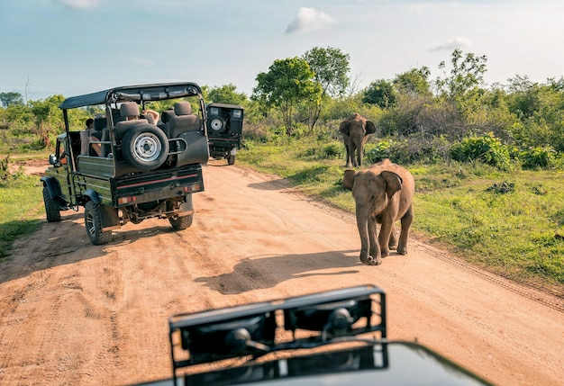 How to Plan an African Safari