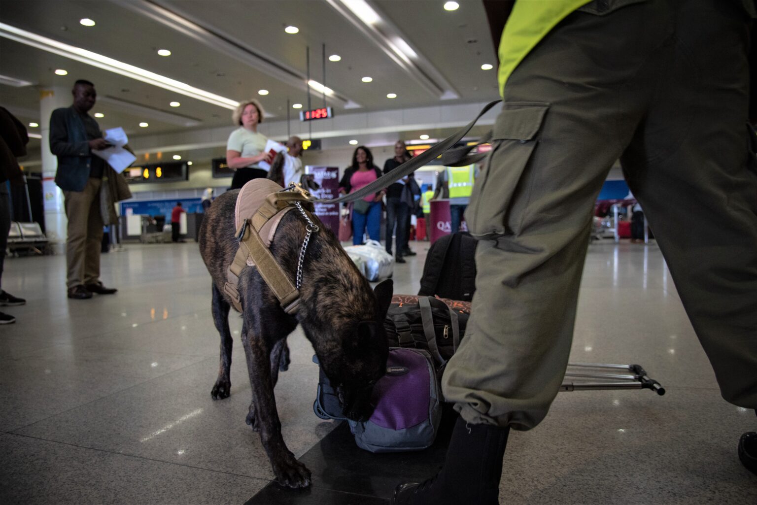 Canine hero Sasa claims bold cross-border win against wildlife crime in Mozambique