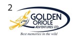 Golden oriole adventures limited